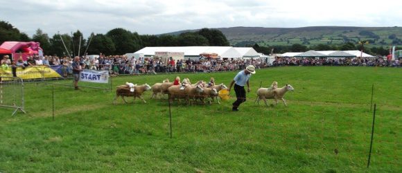 chipping herding competition
