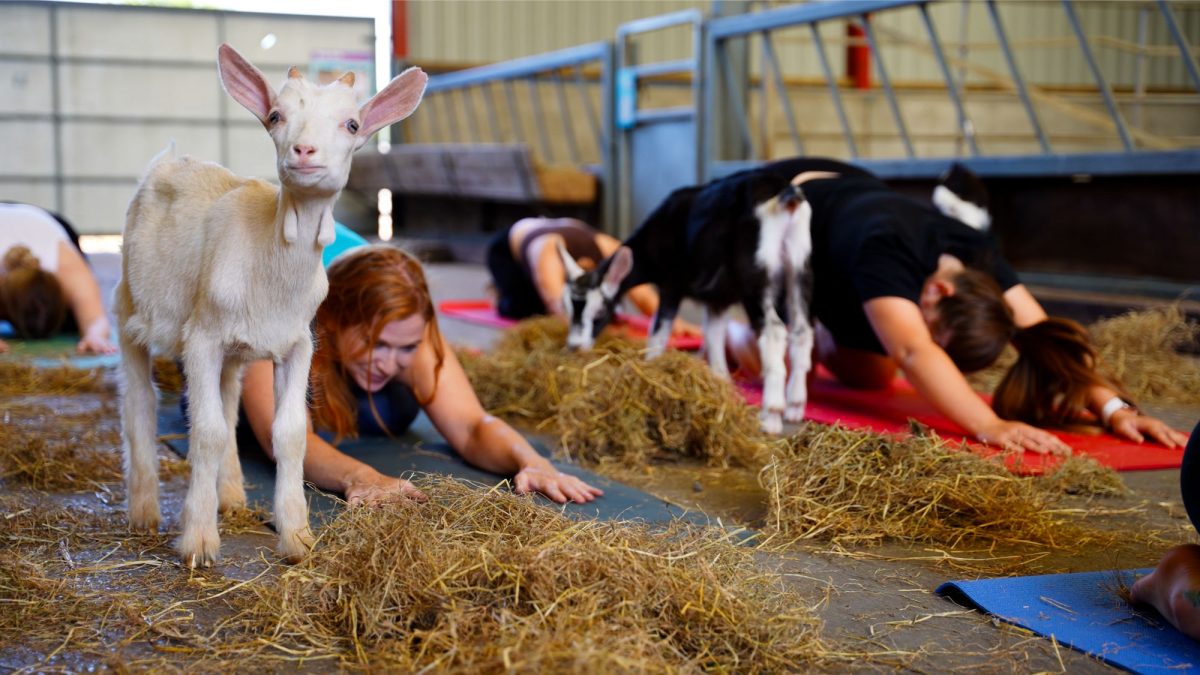 goat yoga