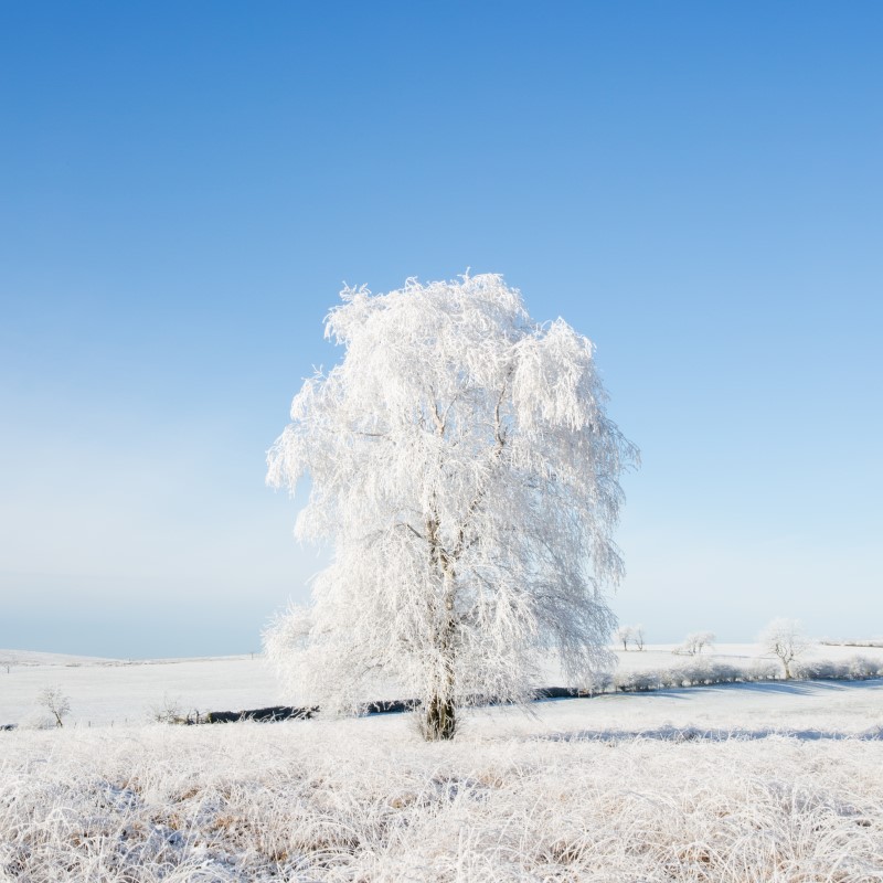 winter