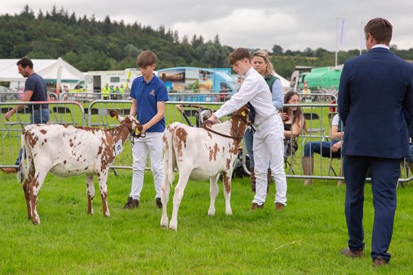 Two boy in show ring each showing a calf 
