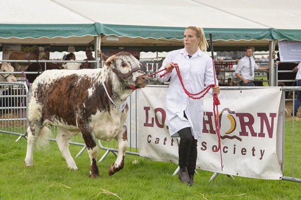 Girl leading cow for judging