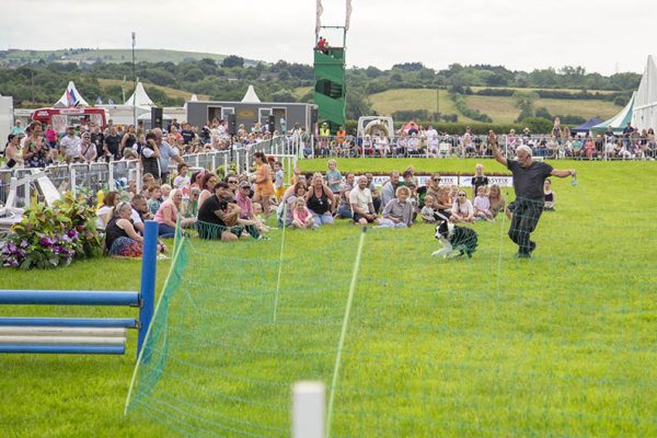 Main ring dog display