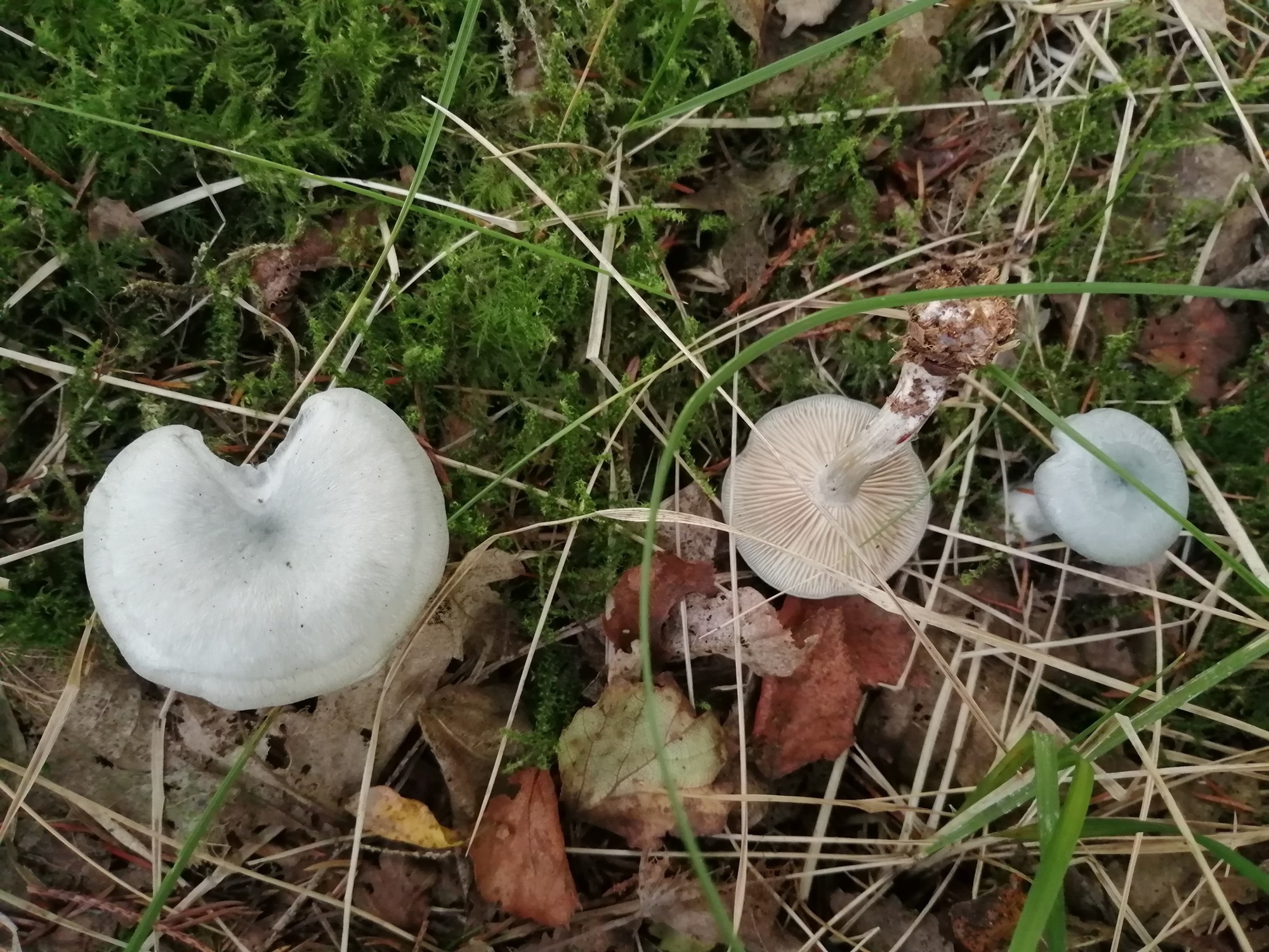 Festival Bowland: Fungi Foray