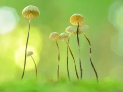 North West Fungus Group Walk