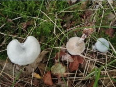 Fungi Foray