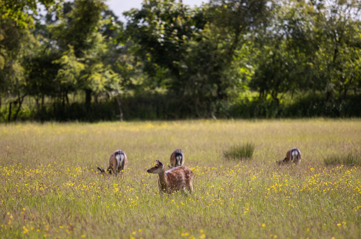 deer